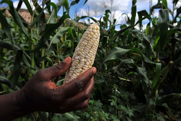 Kenya&#039;s push for a purely formal seed system could be bad for farmers