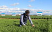  AGT barley breeder Paul Telfer inspecting plots of new barley varieties Cyclops and Minotaur. Picture courtesy AGT.