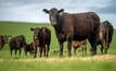 Grassfed Australian beef exports are outperforming grainfed beef, according to the Global Beef Market Update. Credit: William Edge, Shutterstock. 