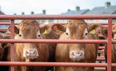 Flying trade in the cattle rings