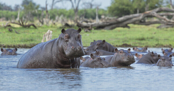Russia leads international rescue effort for Escobars cocaine hippos