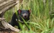 A Tasmanian local.