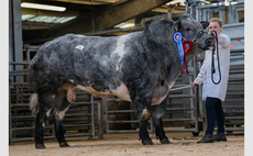 Pendle Tiger tops British Blue bulls at 18,000gns