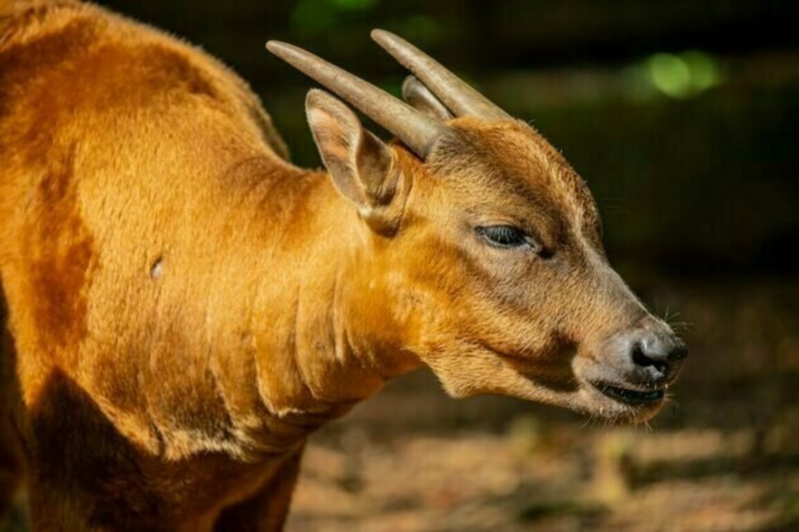 Research: Endemic anoa and babirusa show surprising resilience on small islands