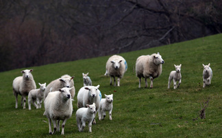 Future of Farming: How to strengthen livestock resilience and future-proof your farm 