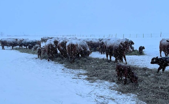 Arctic blast sees livestock freeze in Southern US