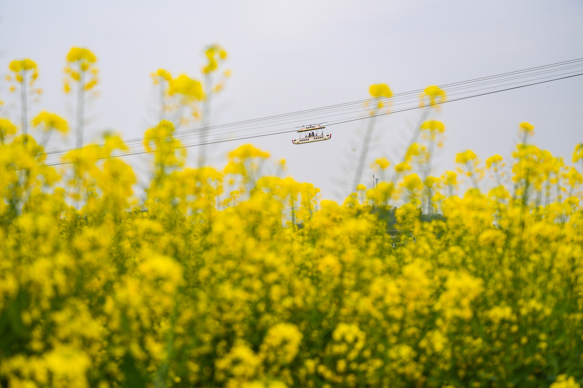 CHINA-CHONGQING-RAPESEED FLOWERS-SCENERY (CN)