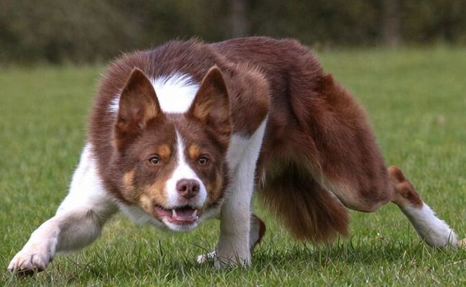 Beacons Billy, £18,400