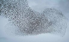 130 species spotted in Big Farmland Bird Count