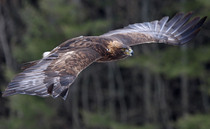 Police appeal for information on golden eagle shooting