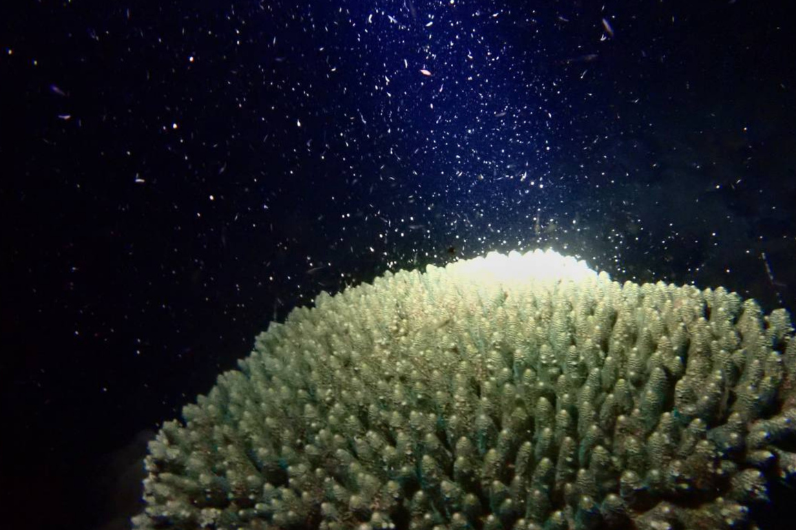 CAMBODIA-PHNOM PENH-CORAL SPAWNING-DISCOVERY