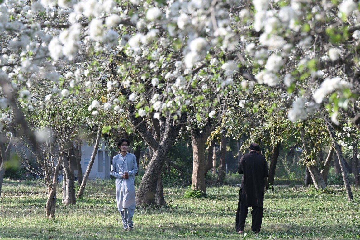 PAKISTAN-ISLAMABAD-SPRING-BLOSSOM
