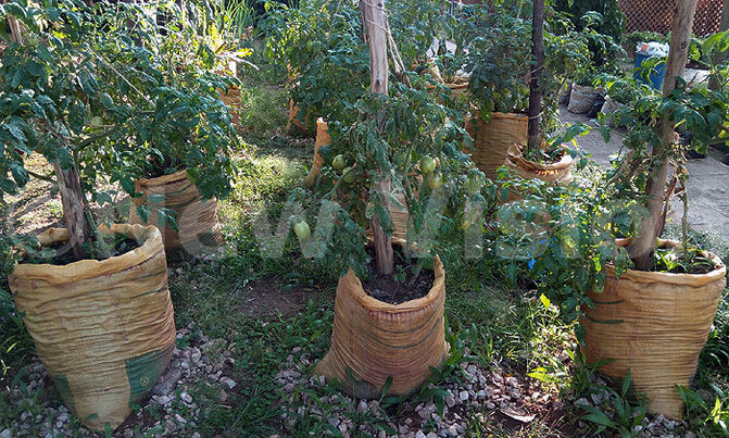 Backyard gardening is worth a try Backyard gardening is worth a try