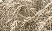 A wet start to summer has hindered some crop harvesting.