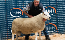 North Country Cheviots sell to £16,000