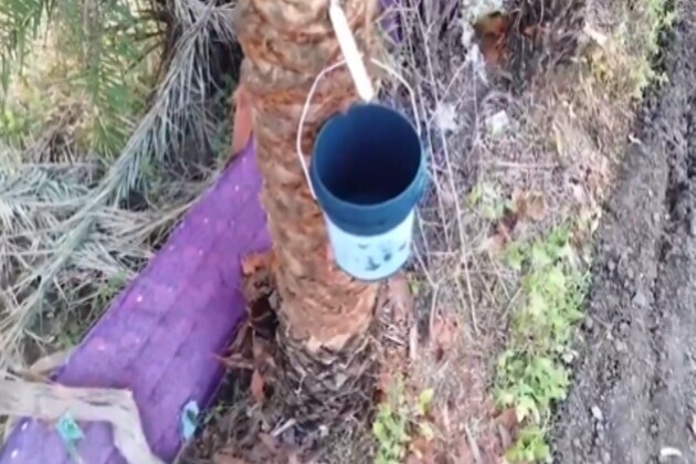 Chhattisgarh women's Self-Help Group pioneers "Vocal for Local" initiative with date palm Jaggery production