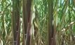  Sugar cane could be turned into jet fuel.