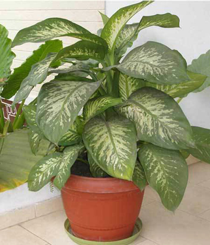  ieffenbachiaplant  