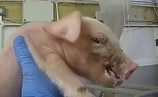 Cranswick launches investigation after undercover footage reveals alleged 'abuse' at pig farm