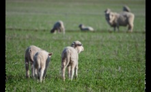  Australian lamb prices are slowly strengthening. Picture Mark Saunders.