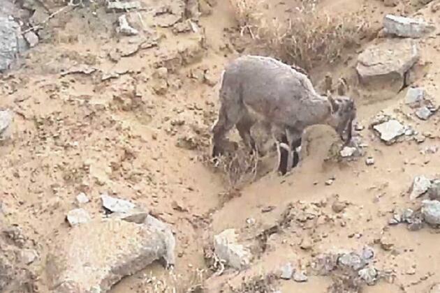 60"FlyOverChina | Wildlife wonders from above: a glimpse of blue sheep in Gandeer Mountain