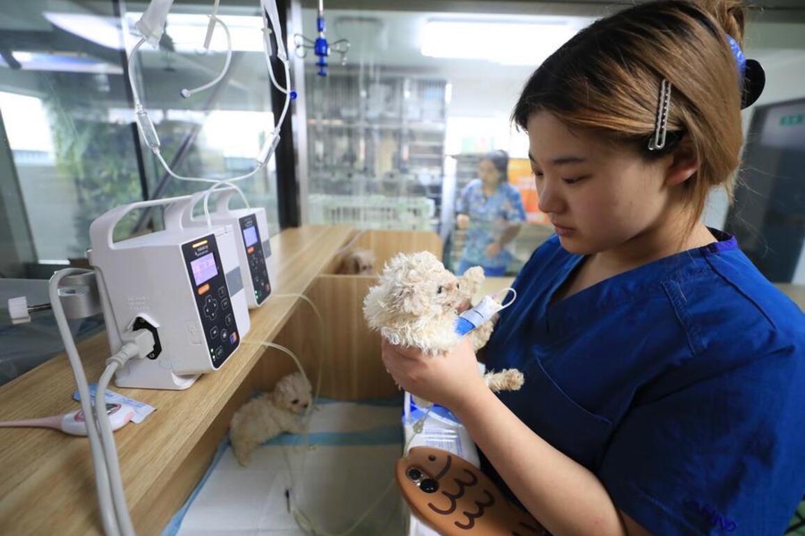 Economy | Traditional industrial city gains new vitality as pet industry blooms