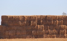  BCG will have an oaten hay trial at the Kalkee site this year.