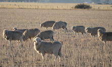 Sheep and beef producers celebrate