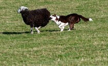 Historic nature reserve closed after numerous off-lead dog incidents