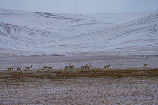 New study reveals snow-ground thermal coupling on Qinghai-Tibet Plateau