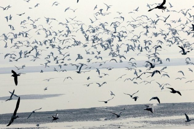 Rare and elusive duck species visit Kashmir after 116 years