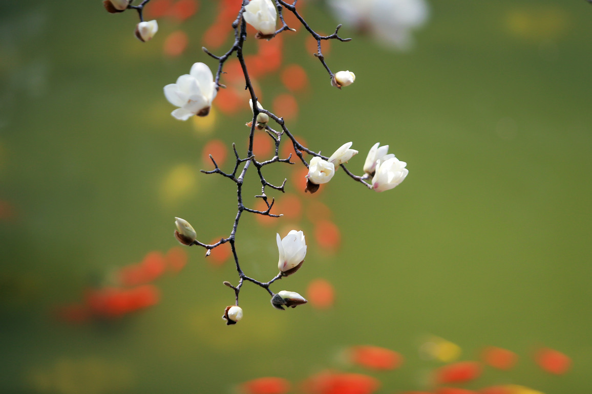 #CHINA-SPRING-SCENERY
