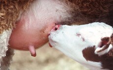 First 24 hours are crucial at calving   