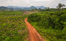 'The window to prepare is closing fast': What next for the EU's flagship deforestation rules?