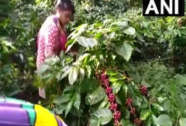 Coffee plantation transforming lives of tribals in Odisha's Koraput district