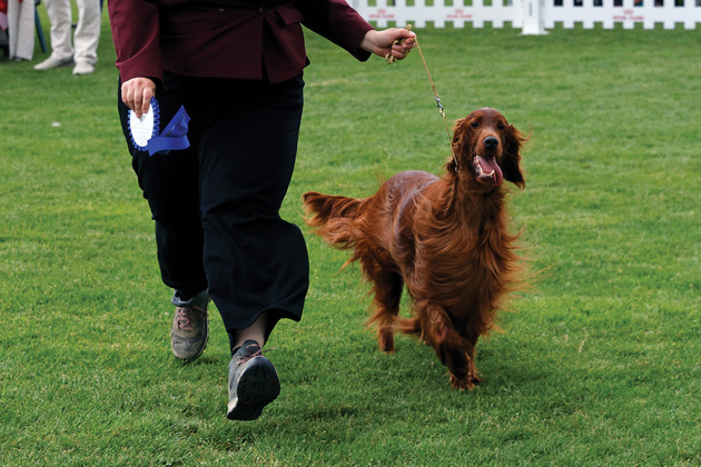 ROMANIA-BUCHAREST-CANINE BEAUTY CONTEST