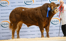 Limousin bulls peak at 45,000gns at Carlisle for reserve champion