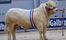 STIRLING BULL SALES: High of 28,000gns for Charolais