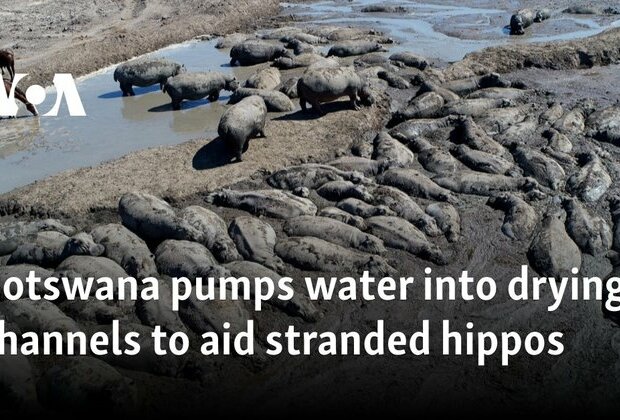 Botswana pumps water into drying channels to aid stranded hippos