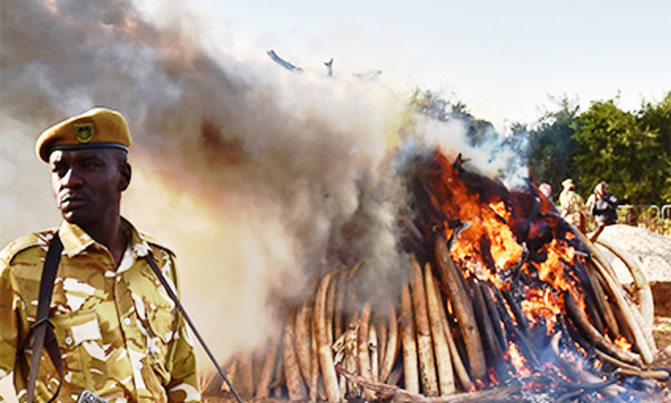 Hope for elephants as ivory prices fall: conservationists Hope for elephants as ivory prices fall: conservationists