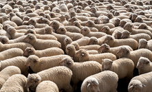 The Federal Government has provided further details about available funding to support the transition away from live sheep exports.