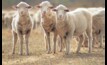 Lamb prices peaked above 900c/kg last month.