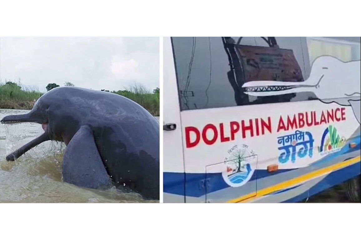 "A ray of hope": PM Modi hails 'Namami Gange Abhiyan' initiative for saving trapped Gangetic dolphin in UP