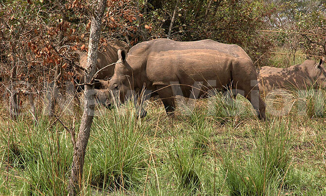 Dung heaps are rhinos' Facebook - study Dung heaps are rhinos' Facebook - study