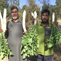 Mehra village in Rajouri turns 100% organic as youth lead a sustainable farming shift