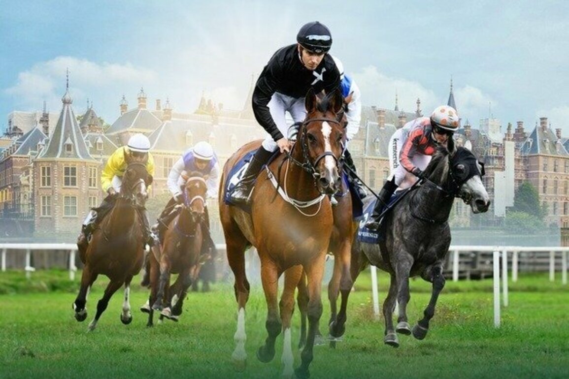 Eleven horses line up in Netherlands for 8th leg of UAE President's Cup for Purebred Arabian Horses
