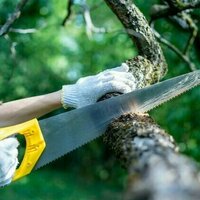 Cities need trees, but sometimes they have to be cut down - here's why, and how to do it properly