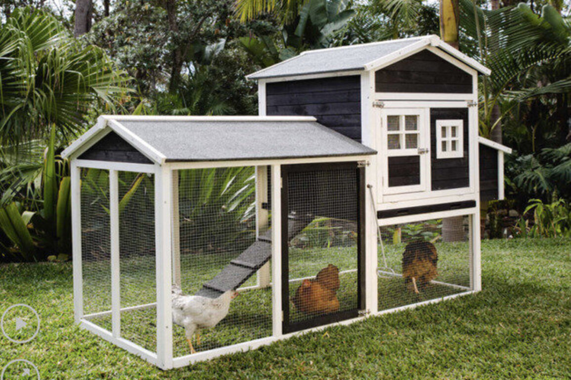 Backyard chicken breeds that are perfect for Aussie families