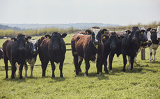 Lidl GB to plough £30bn into British food and farming over next five years