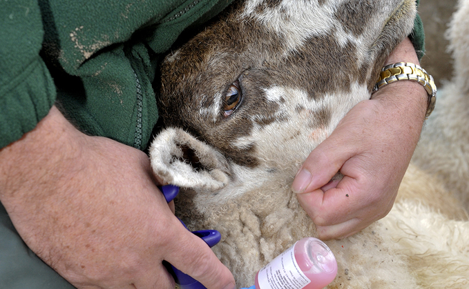 More BTV-3 vaccine will be arriving 'soon'